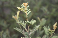 Acacia deanei