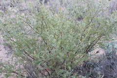 Acacia deanei