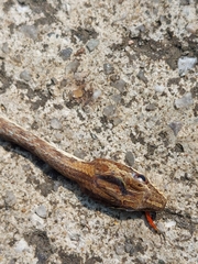 Dryophiops rubescens