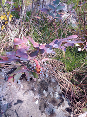 Berberis repens