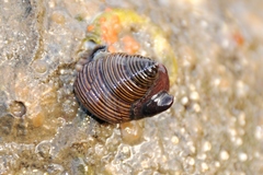 Crepidula adunca