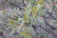 Acacia decora