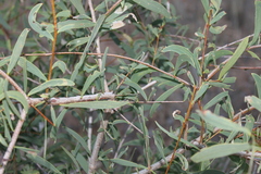 Acacia excelsa