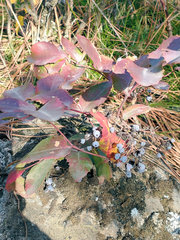 Berberis repens