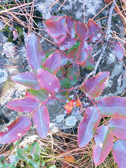 Berberis repens