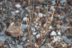 Cymbopogon bombycinus