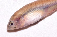 Hypseleotris galii