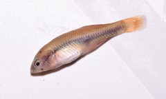 Hypseleotris galii