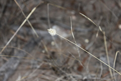 Enneapogon lindleyanus