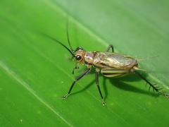 Nanixipha nahoa
