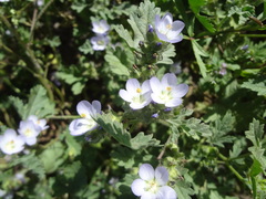 Tarasa capitata