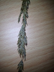 Eragrostis speciosa