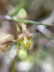 Epidendrum angustissimum