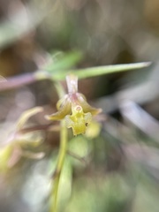 Epidendrum angustissimum