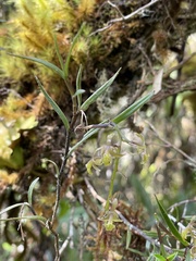 Epidendrum angustissimum
