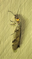 Archichauliodes guttiferus