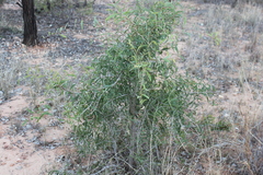 Acacia excelsa