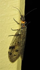 Archichauliodes guttiferus