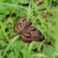 Chiomara mithrax