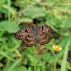 Chiomara mithrax