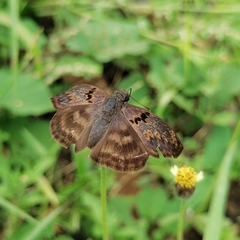 Chiomara mithrax