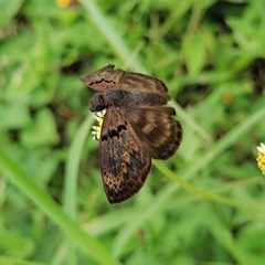 Chiomara mithrax