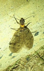 Archichauliodes guttiferus