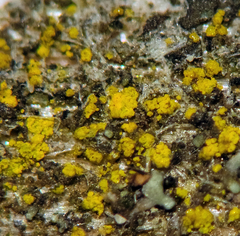 Candelariella xanthostigma