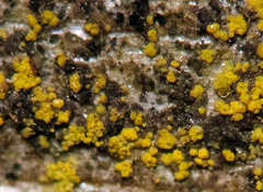 Candelariella xanthostigma