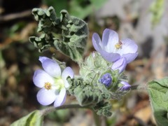 Tarasa capitata