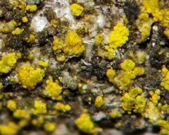 Candelariella xanthostigma