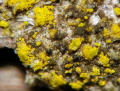 Candelariella xanthostigma