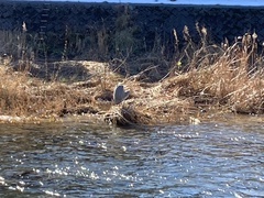 Ardea cinerea