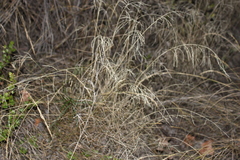 Leptochloa decipiens