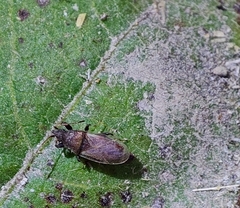 Oxycarenidae