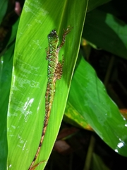 Anolis ventrimaculatus