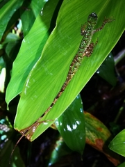 Anolis ventrimaculatus