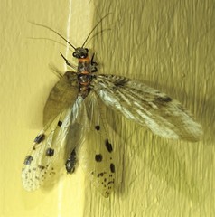 Archichauliodes guttiferus