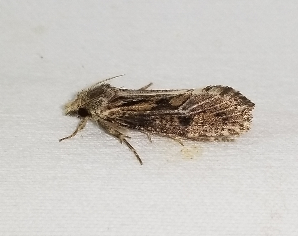Clemens' Grass Tubeworm Moth from Walker County, TX, USA on September 2 ...