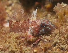 Enneapterygius atrogulare