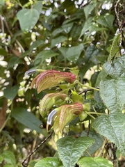 Siphocampylus ecuadoriensis