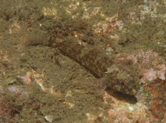 Enneapterygius atrogulare