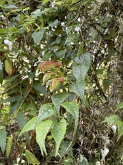 Siphocampylus ecuadoriensis