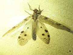 Archichauliodes guttiferus