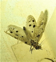 Archichauliodes guttiferus