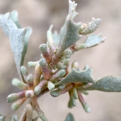 Atriplex acutibractea