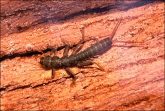 Cosmioperla