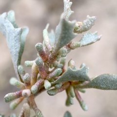 Atriplex acutibractea