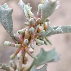 Atriplex acutibractea