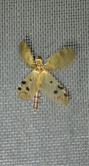 Archichauliodes guttiferus